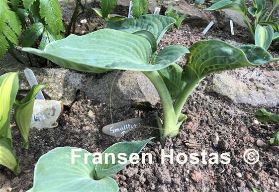 Hosta Smalltown Boy